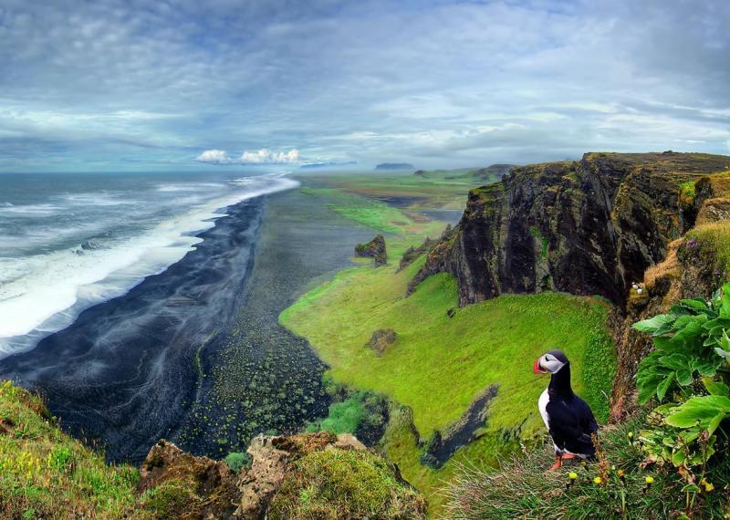 آشنایی با پافین آتلانتیک (Atlantic puffin) آشنایی با پافین آتلانتیک (Atlantic puffin)